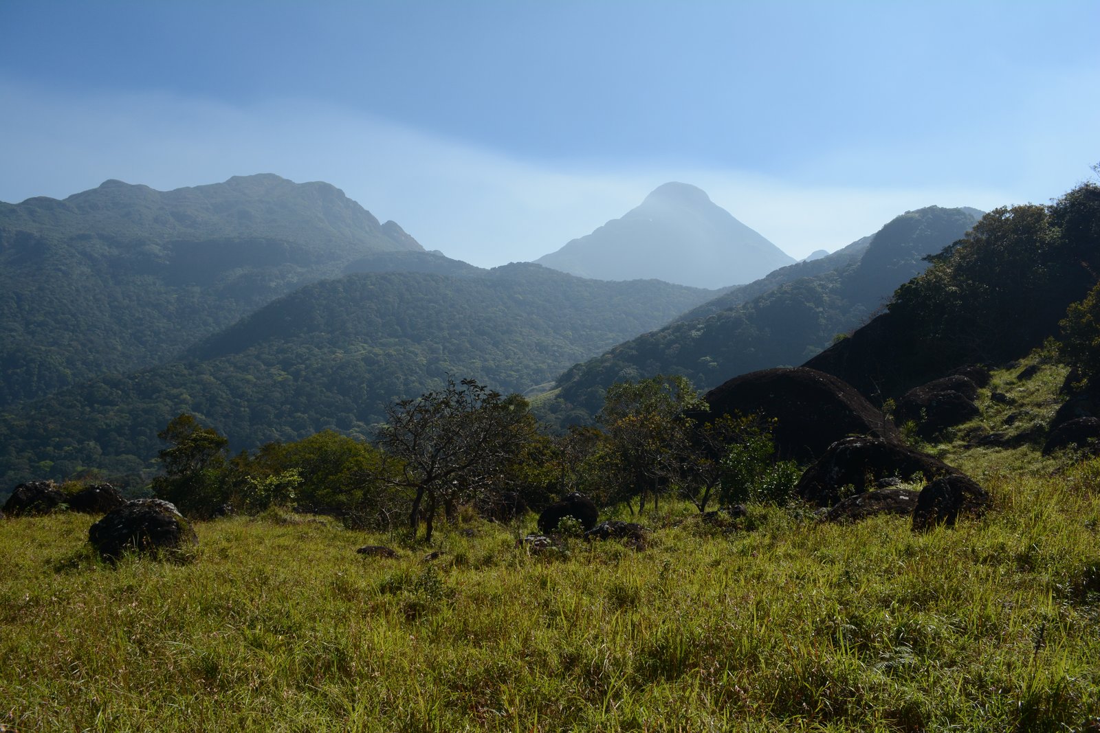 Bio-Acoustic Soundscapes: Listening to the Night Canopy of Pookode